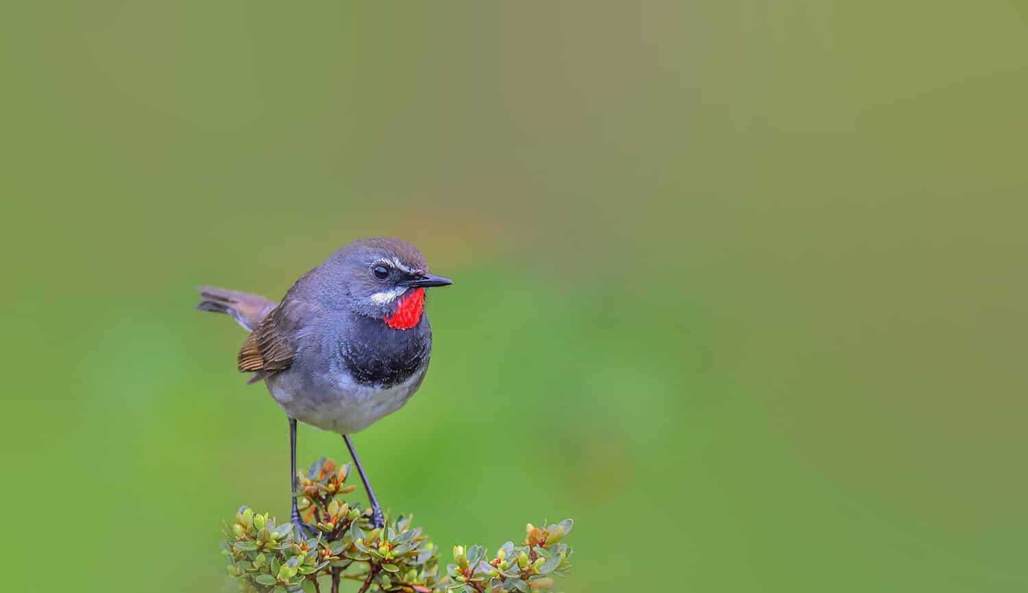 Rubythroat dalla coda bianca che cerca cibo nei boschi