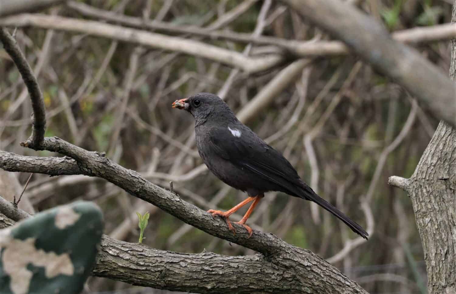 Quito, Ecuador - settembre 20200: Tordo bianco sul ramo.