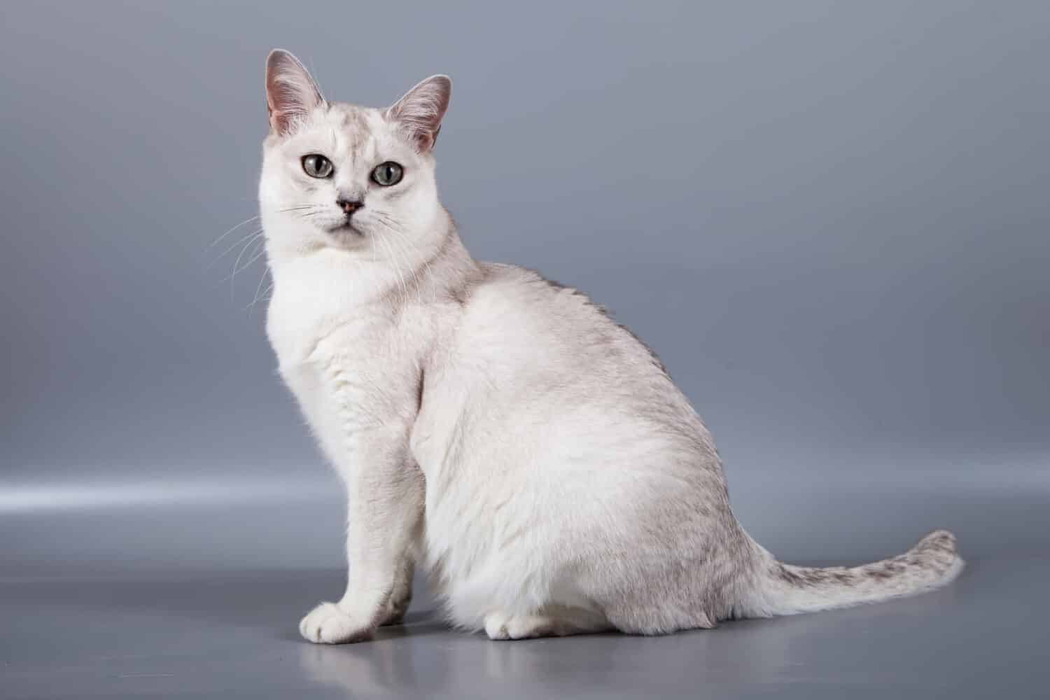 Il gatto di razza Burmilla a pelo corto bianco si siede su uno sfondo grigio