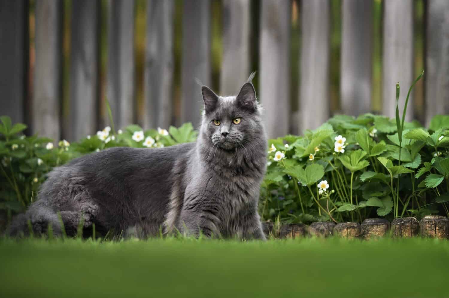 bellissimo gatto maine coon in piedi all'aperto in giardino