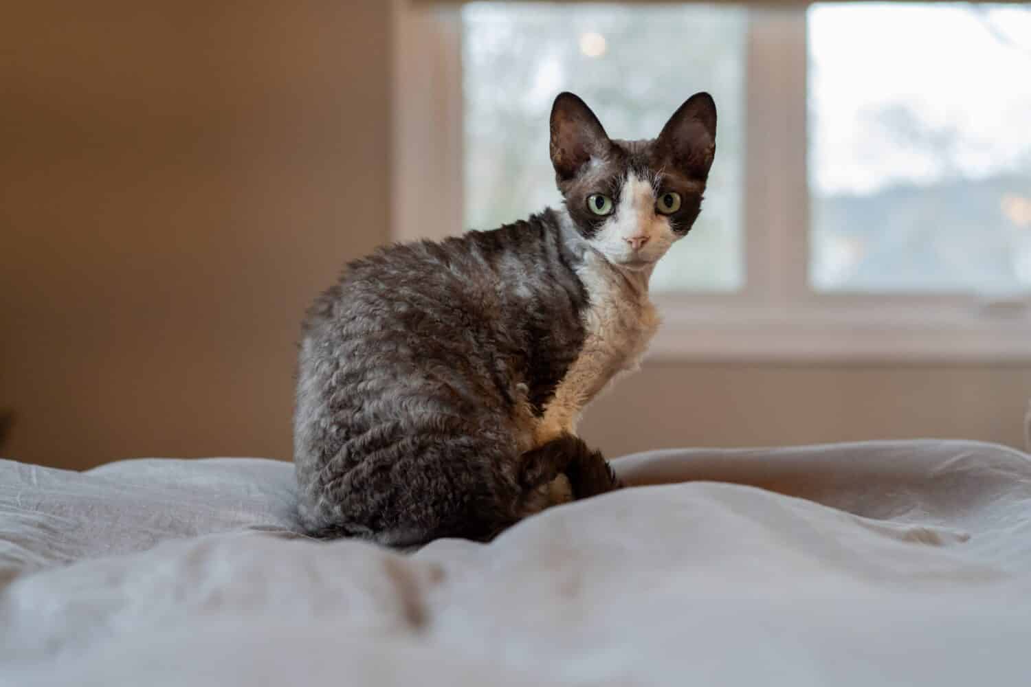 Un gatto Devon Rex si siede sul letto e guarda la telecamera sopra la sua spalla.  Mostra il caratteristico mantello ondulato, le grandi orecchie e gli occhi di un gatto Devon Rex dall'Inghilterra.