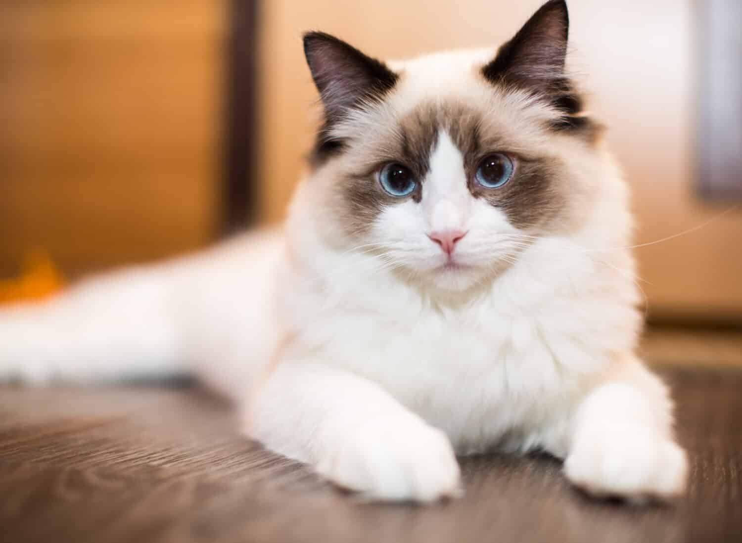 Bello giovane gatto Ragdoll di razza bianca con gli occhi azzurri, a casa.