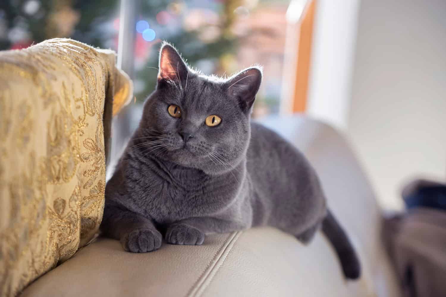 Gatto certosino che si rilassa su un divano.  Bellissimi occhi dorati di Chartreux.  Gatto grigio.  Gatto francese.