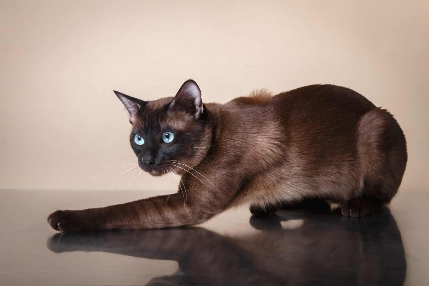 Gatto tonkinese su sfondo beige