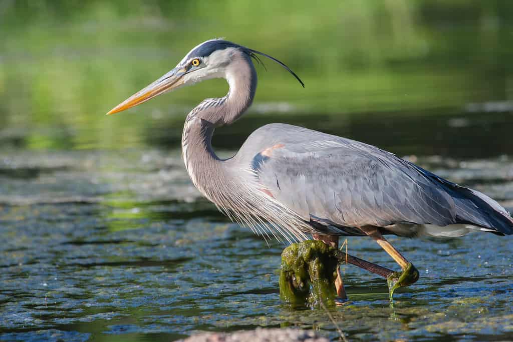 L'airone cenerino pesca nelle acque basse del lago.