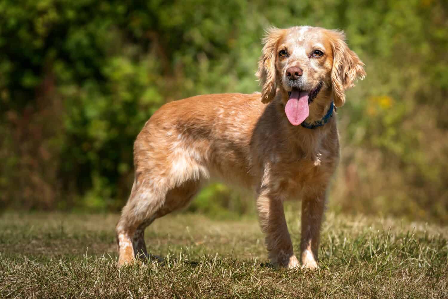 Lavorando Cocker Spaniel Lemon Roan in piedi con la lingua fuori in un campo in una giornata di sole