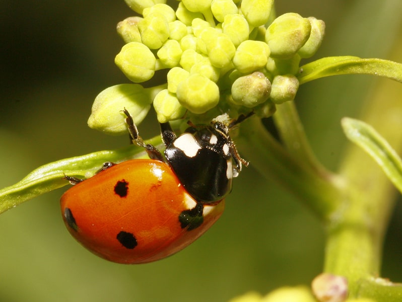 Scarabeo coccinella a sette punte