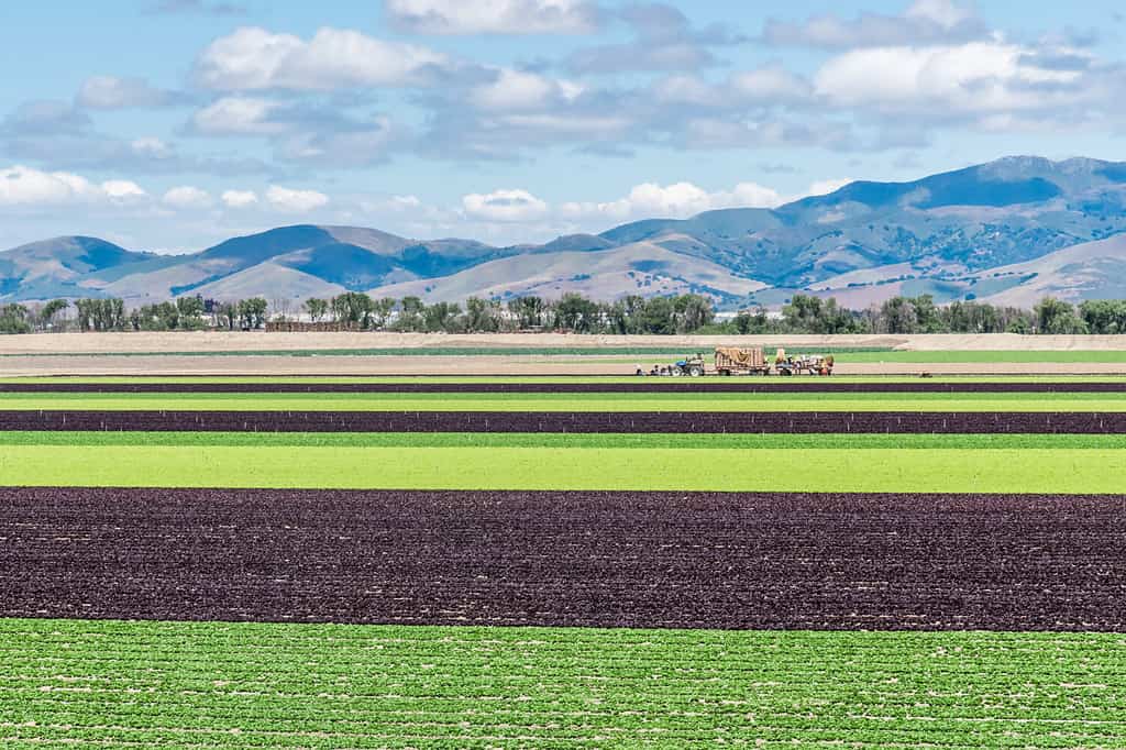 Colorate file alternate di lattuga verde e viola vengono raccolte nei campi della Salinas Valley della California centrale, con le montagne Gabilan sullo sfondo. Stagione di raccolta della lattuga.