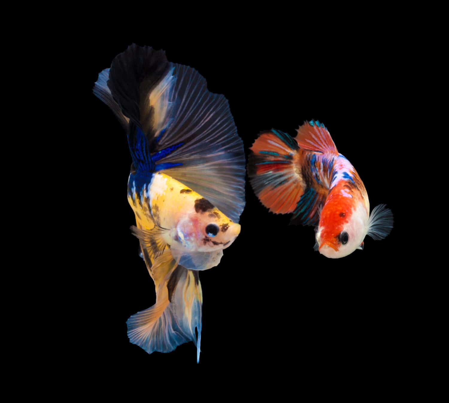 Stagione degli amori dei pesci in natura. Pesce combattente siamese multicolore (coda di rosa) (mezza luna), pesce combattente, Betta splendens, su sfondo nero, Betta Fancy Koi Half Moon Plakat
