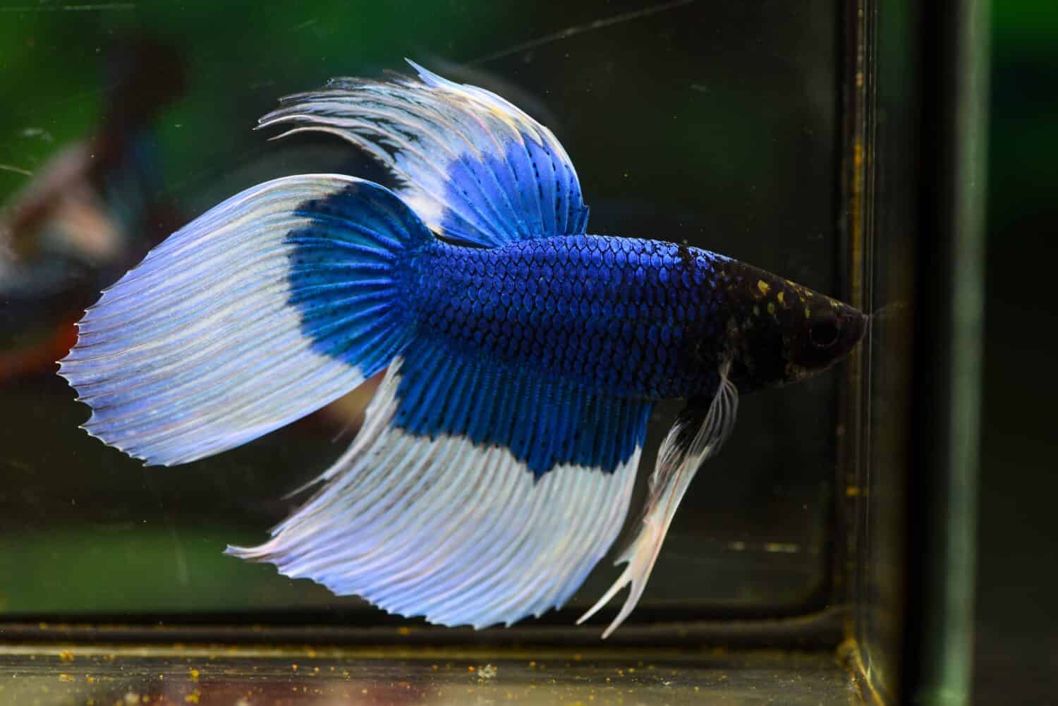 Blue Butterfly VTM STMPesce Betta colorato. Nuoto sott'acqua in acquario con vasca di vetro trasparente, libera circolazione isolata su sfondo verde, 3,5 mesi di età, popolare hobby di pesci d'acquario,