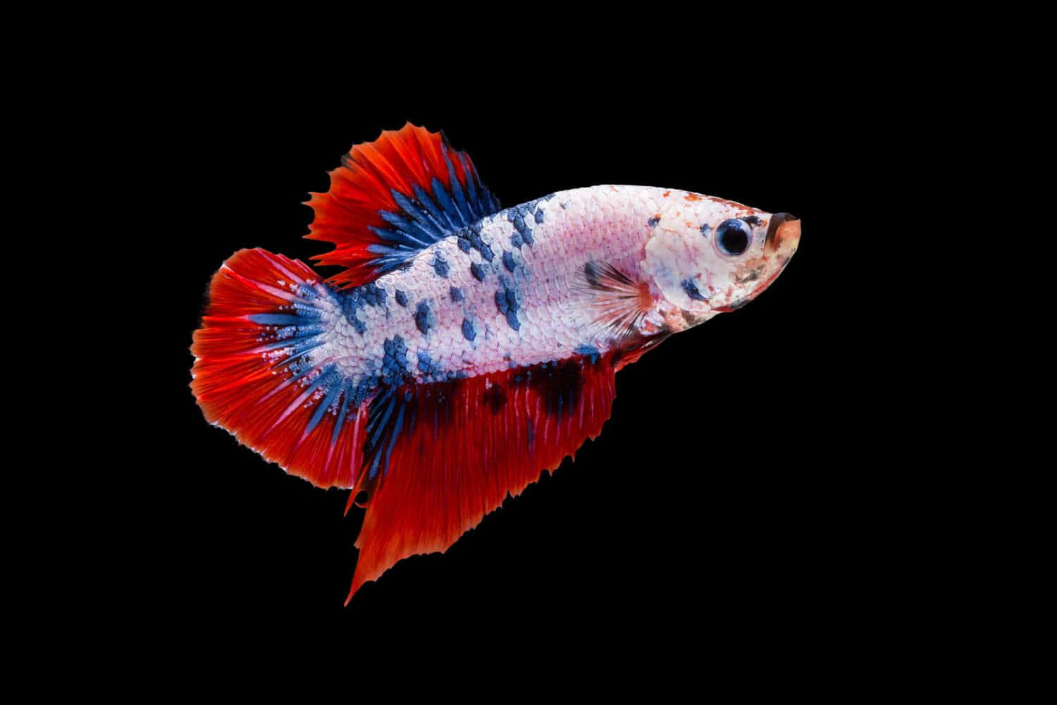 Momento commovente del pesce combattente siamese, Betta splendens (Plakat Thai) è una specie popolare di pesci d'acquario d'acqua dolce isolati su sfondo nero.