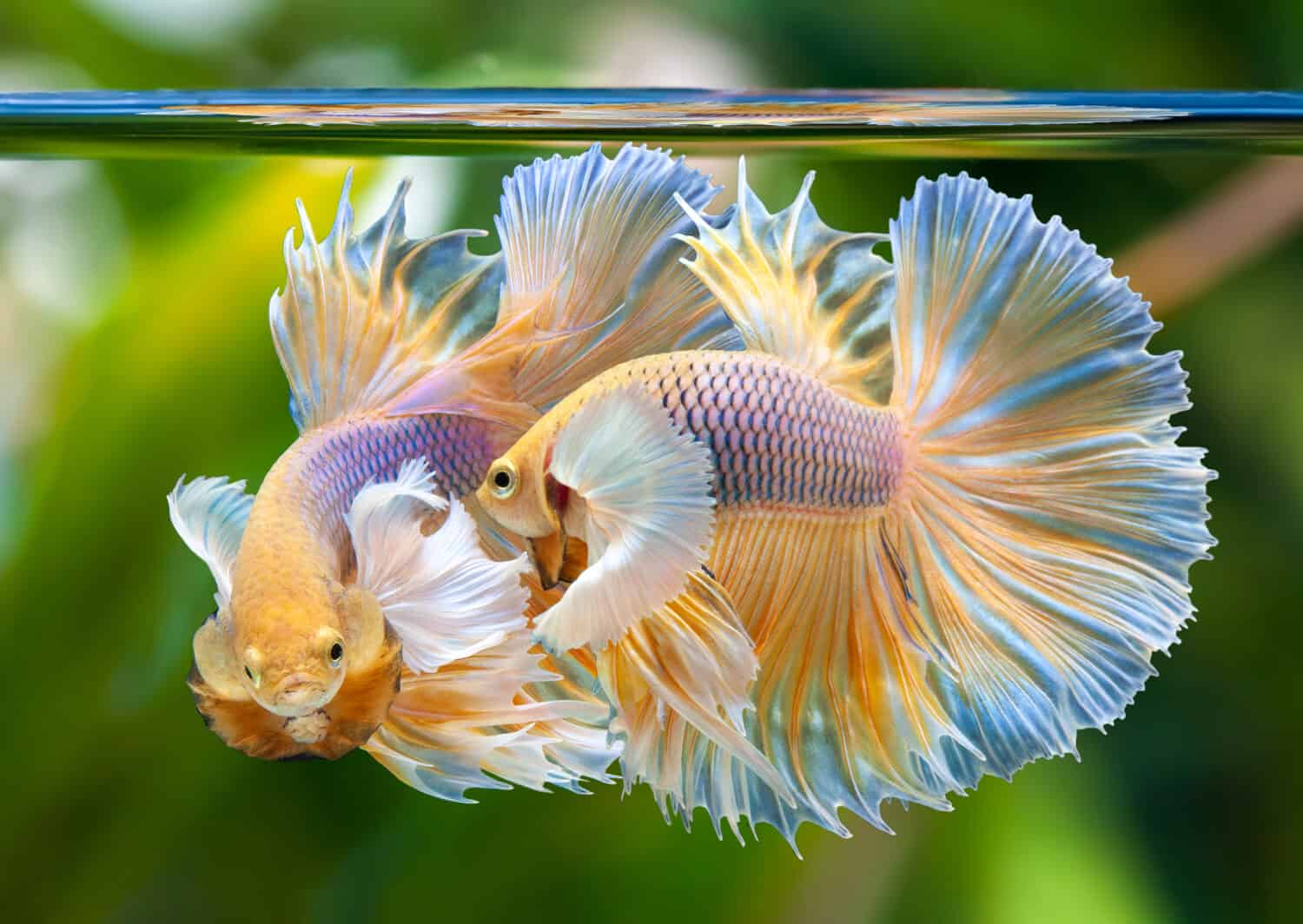 Dumbo Halfmoon Betta, pesce combattente siamese multicolore, Betta splendens, sullo sfondo della natura con tracciato di ritaglio