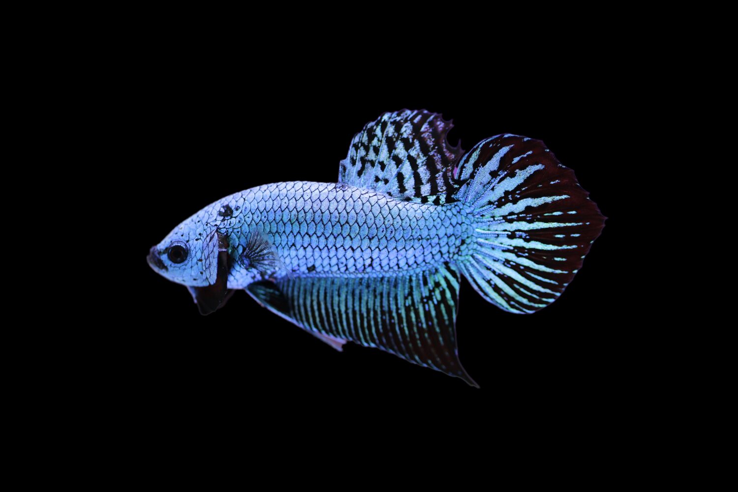 Un betta selvaggio blu dalla coda di vanga.