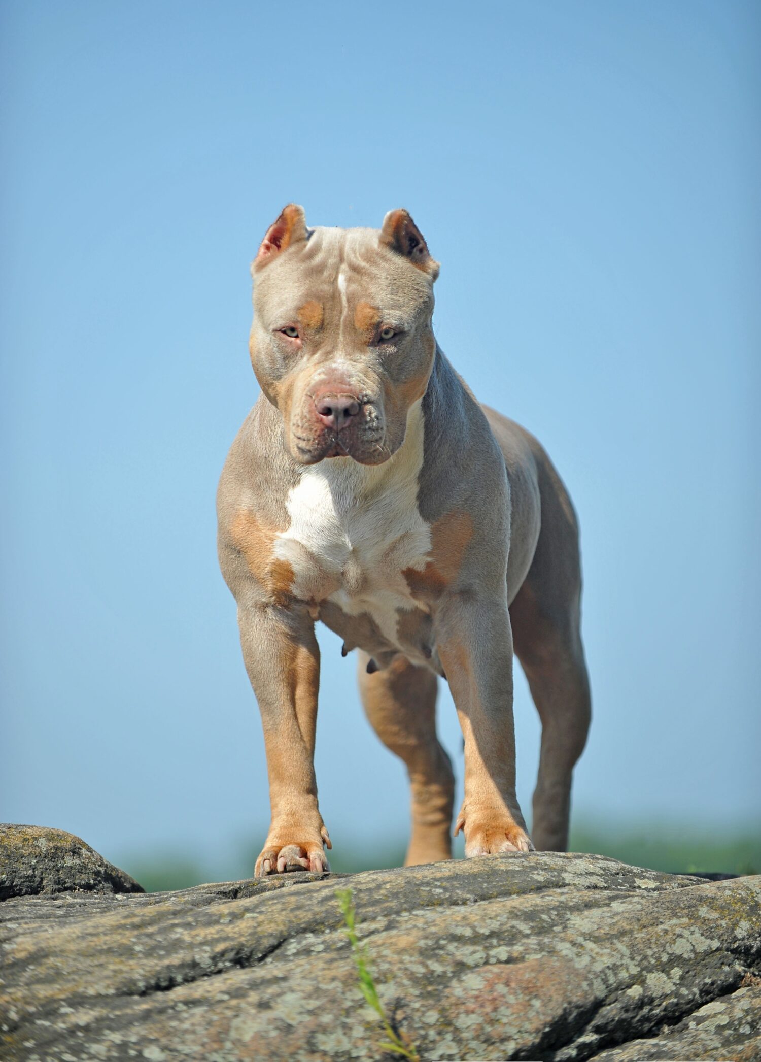 Serious American Bully XL ti sta guardando negli occhi