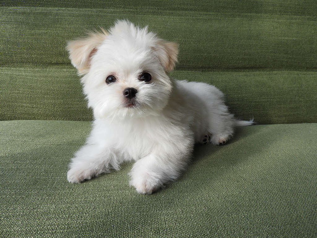 Cucciolo di Bichon Frise bianco e albicocca