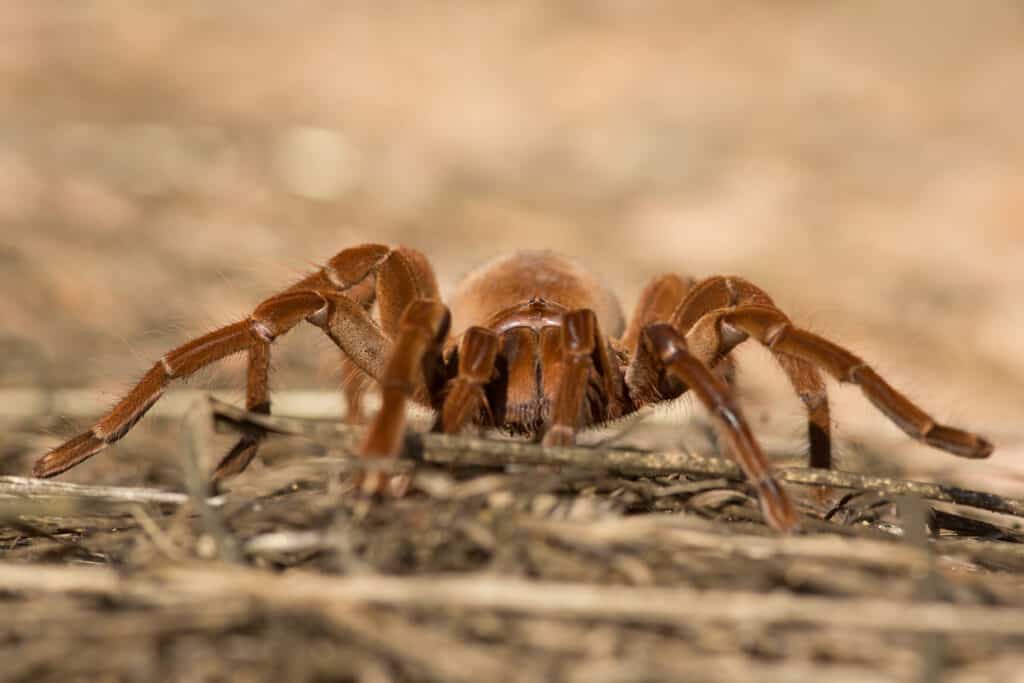 Mangiatore di uccelli Golia (Theraphosa blondi)