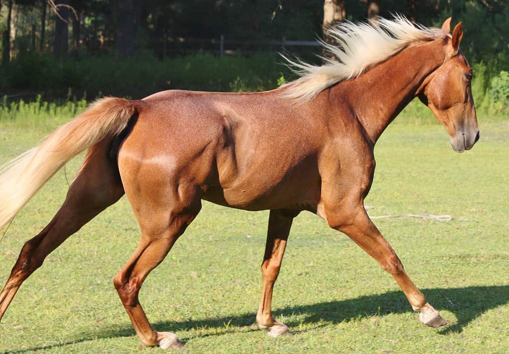 rosso roano Tennessee cavallo ambulante in corsa