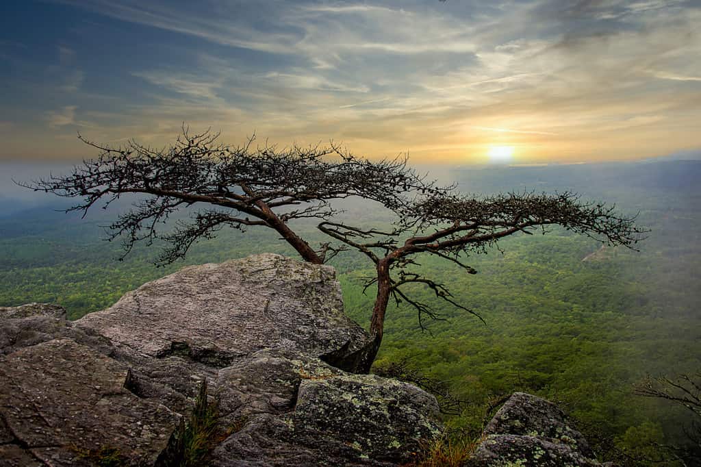 Alba al Cheaha State Park, Talladega National Forest, Alabama, Stati Uniti