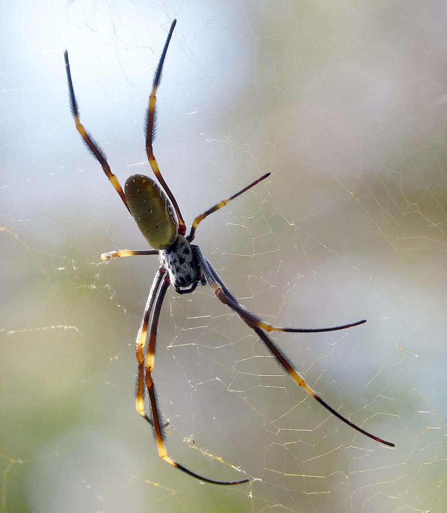 Tessitore australiano di sfere d'oro (Nephila edulis)