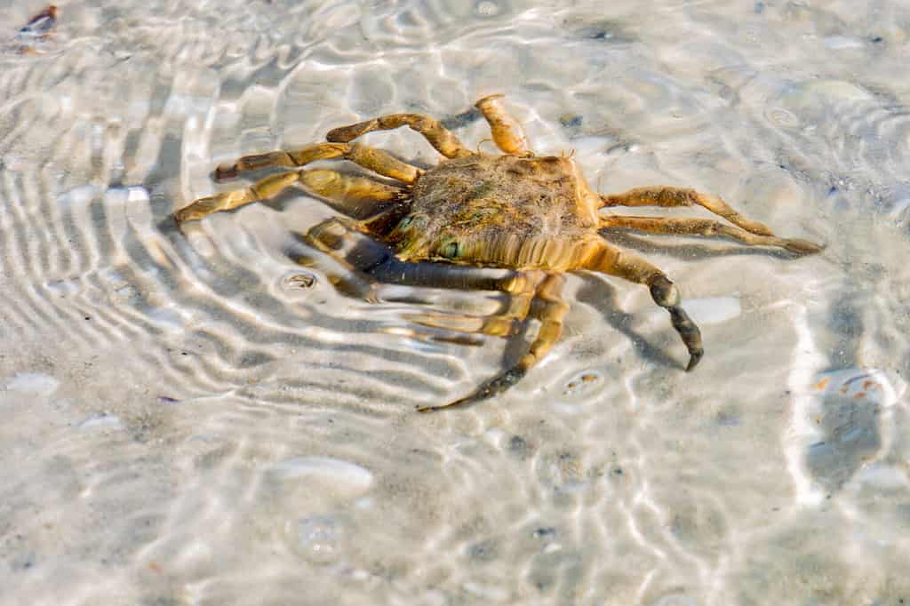 Primo piano di un granchio di pietra della Florida su una spiaggia sotto l'acqua