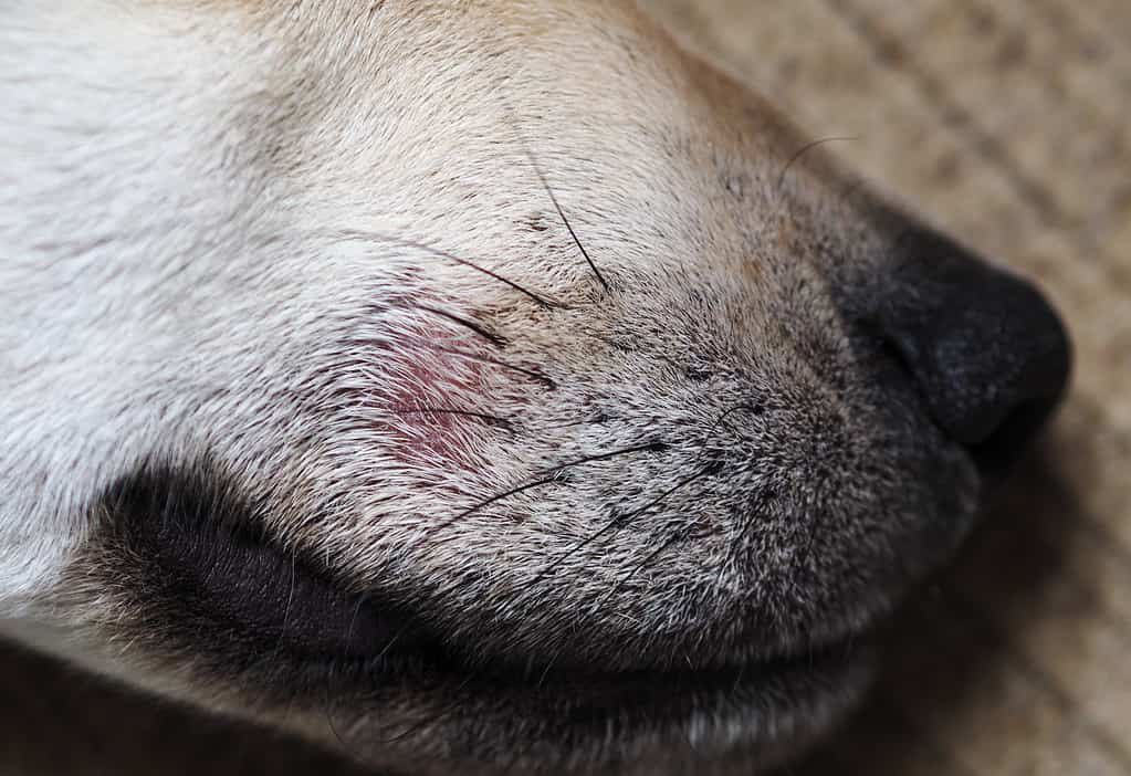 La rogna demodex canina provoca punti caldi e prurito che possono iniziare sul muso o sui piedi.