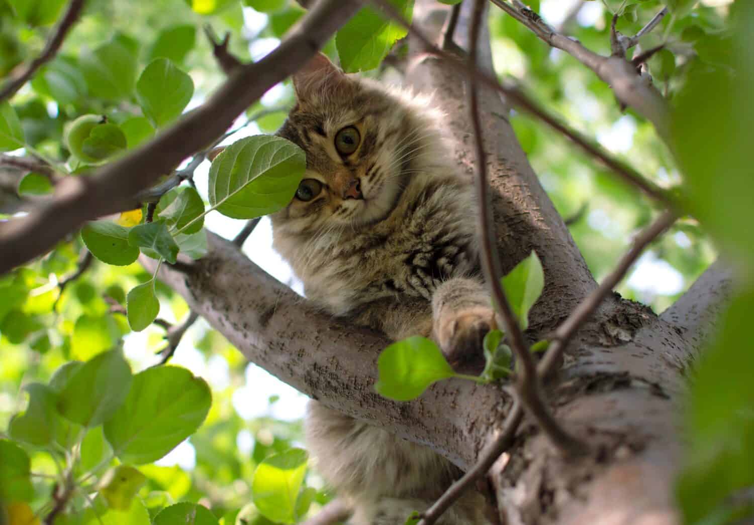 il gatto si arrampica su un albero. Affascinante ritratto di gatto su un ramo di un albero in condizioni naturali. Messa a fuoco selettiva.