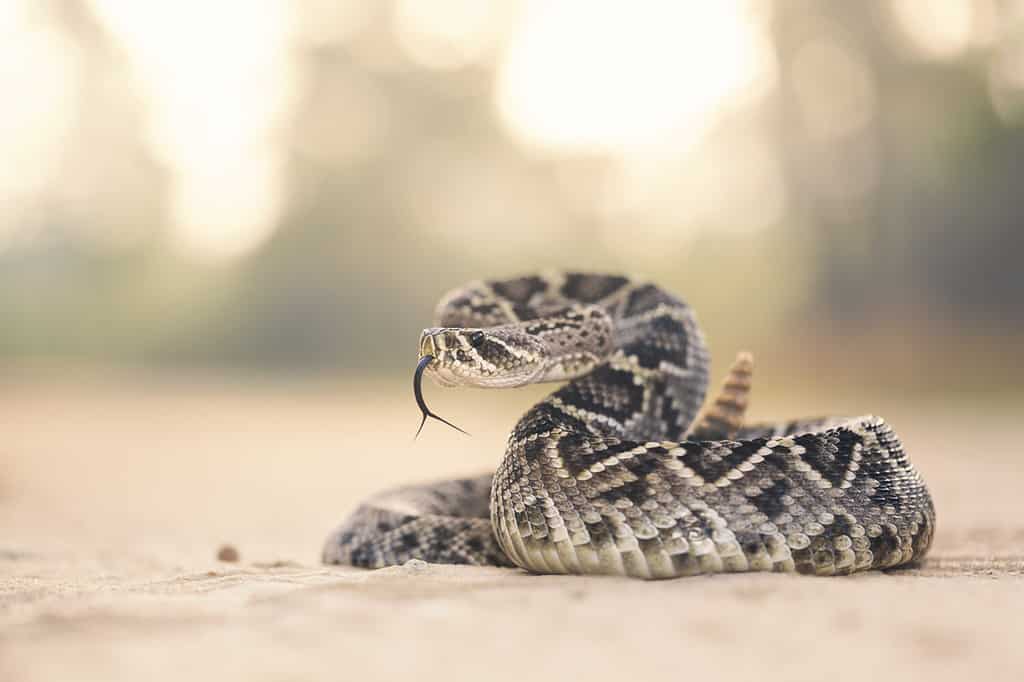 Serpente a sonagli Diamondback orientale (Crotalus adamanteus) in Florida