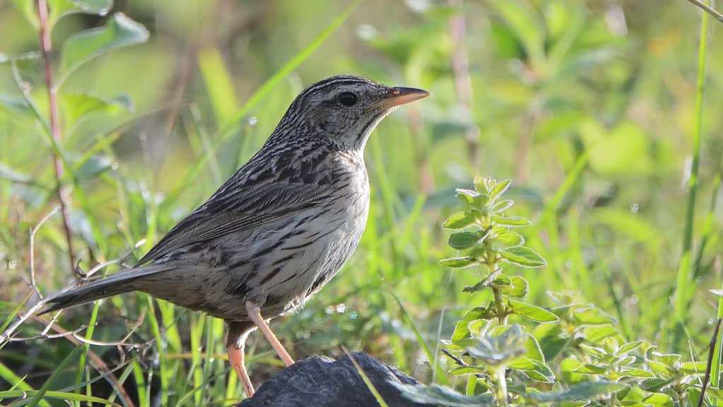 Pispola delle montagne (Anthus sylvanus)
