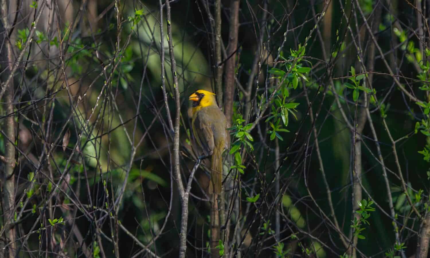 Cardinale settentrionale maschio di colore giallo raro - cardinalis cardinalis - una mutazione genetica che impedisce la conversione del pigmento giallo nel loro cibo in pigmento rosso per le loro piume.  Gainesville, Florida 