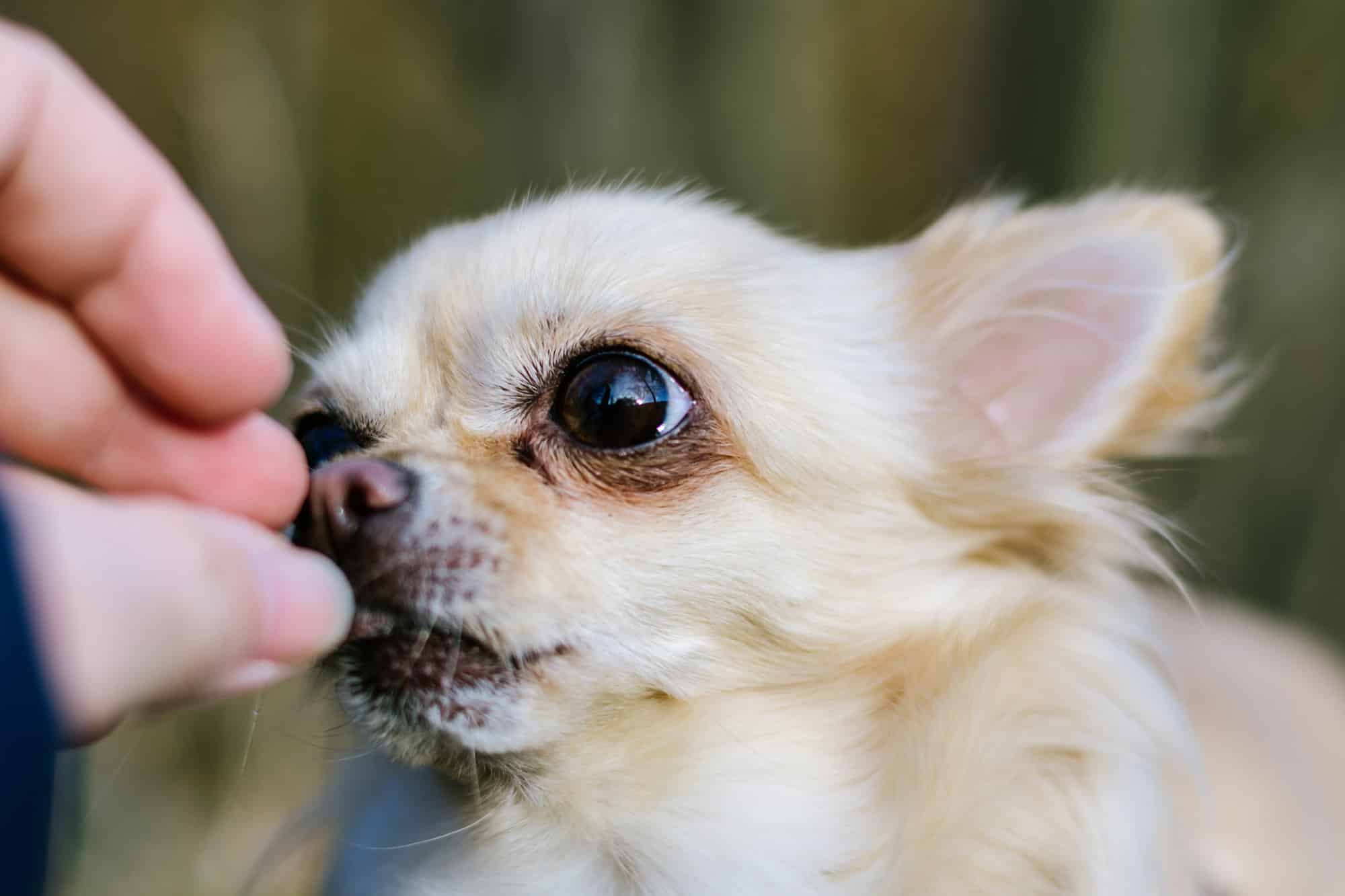 Una mano che dà da mangiare un dolcetto a un chihuahua a pelo lungo Conseguimento, Animale, Parte del corpo dell'animale, Testa dell'animale, Bellezza