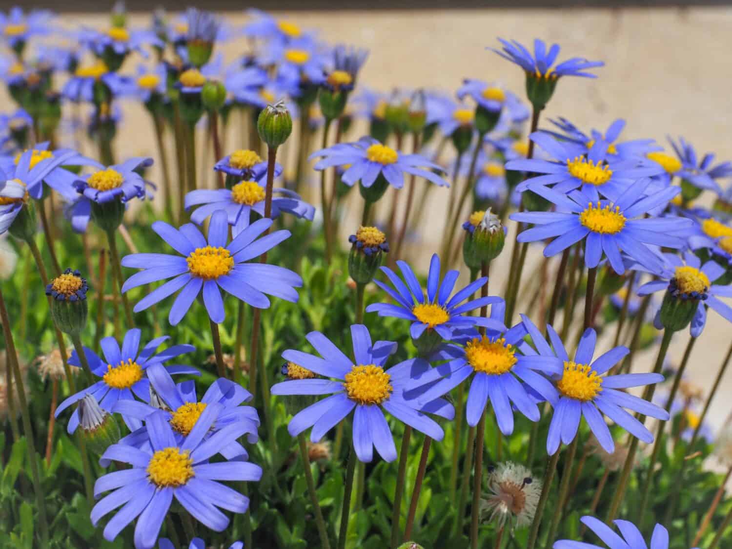 Bellissimi fiori di margherita blu con occhi gialli che si alzano sopra il fogliame. La margherita del martin pescatore o Felicia amelloides è una pianta pelosa, erbacea, sempreverde, fiorita della famiglia delle margherite Asteraceae.
