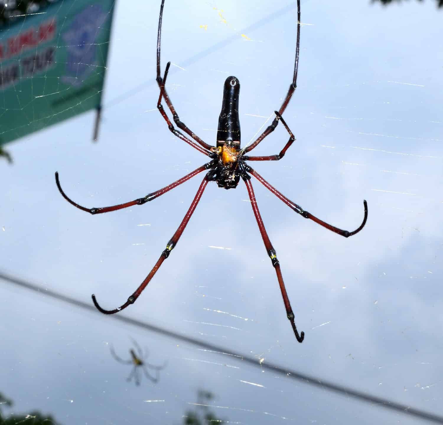 Strategia di contenimento del ragno: una trappola di colla appositamente progettata posizionata per intrappolare un ragno marrone recluso.