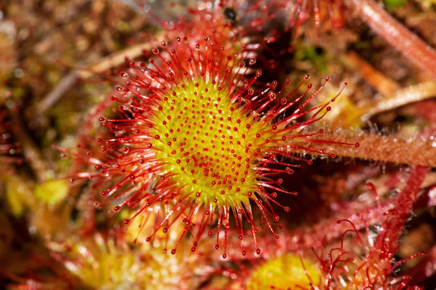 Primo piano di una foglia di drosera rossa insettivora, Drosera rotundifolia, con peli ghiandolari appiccicosi e avvolgenti in una palude a Morey Pond a Wilmot, New Hampshire.