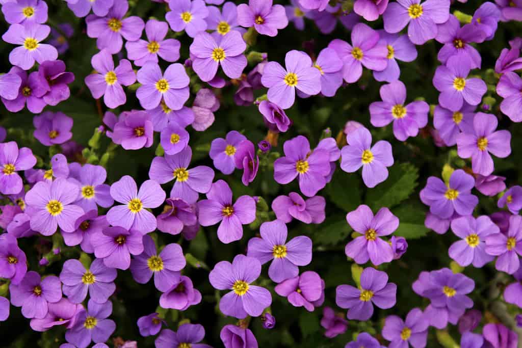 Aubretia o Aubrieta piante da fiore perenni sempreverdi resistenti a bassa diffusione con piccoli fiori viola densi multipli con centro giallo piantati nel giardino locale che sembrano texture o carta da parati