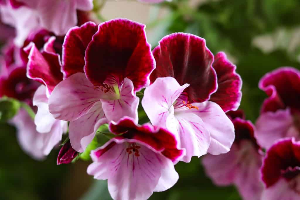 Gerani fioriti bianchi e viola. Geranium Grandiflorum, Regal Geranium "Elegance Jeanette"