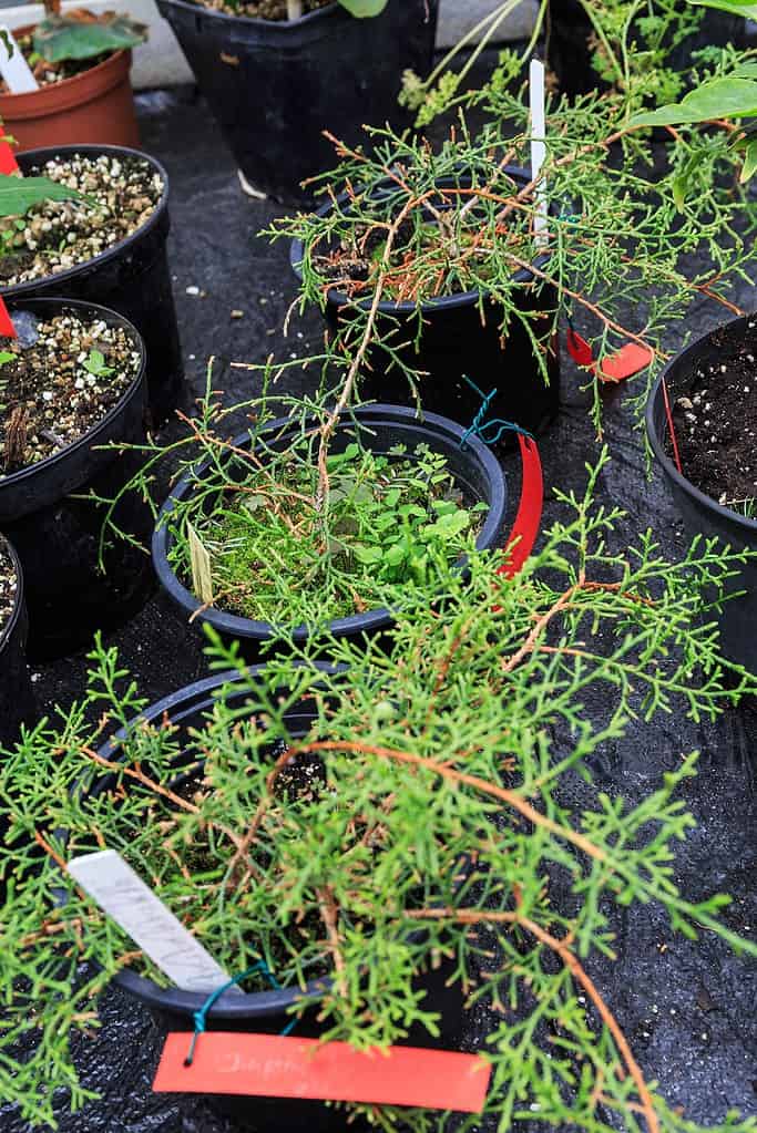 Ginepro di Hispaniola (Juniperus gracilior)