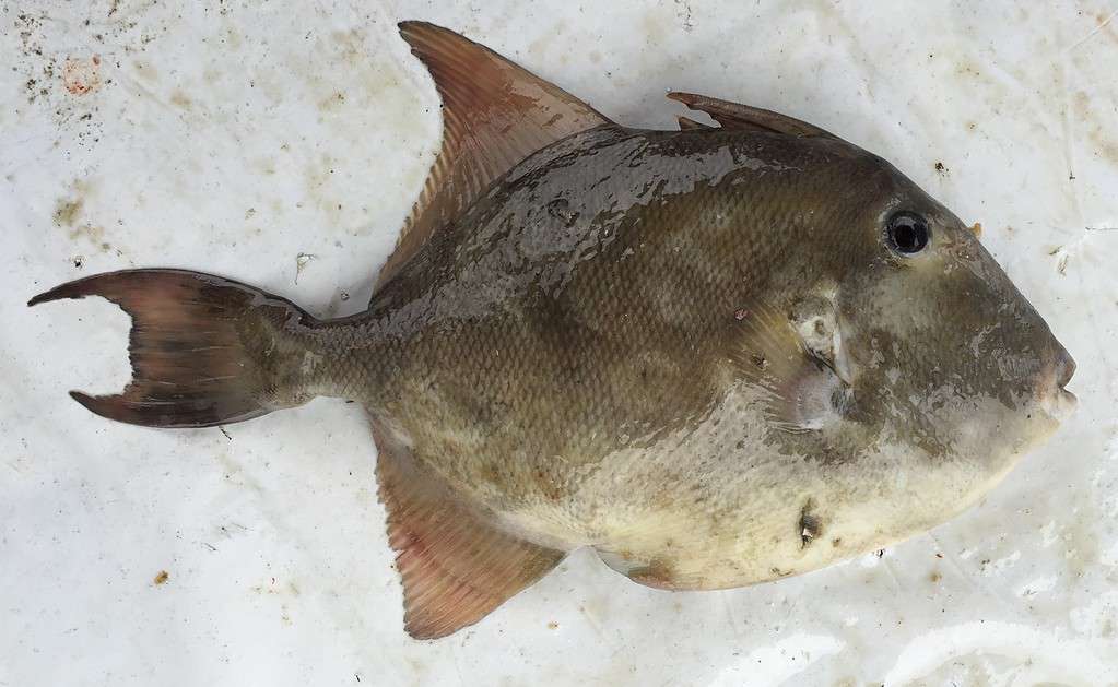 Pesce balestra a squame sottili (Balistes polylepis)