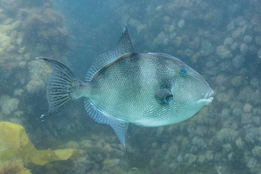 Pesce balestra grigio (Balistes capriscus)
