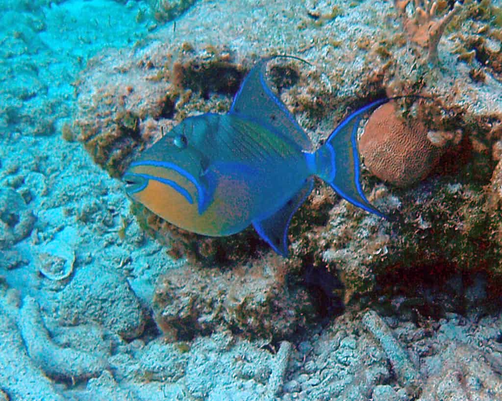 Pesce balestra regina (Balistes vetula)