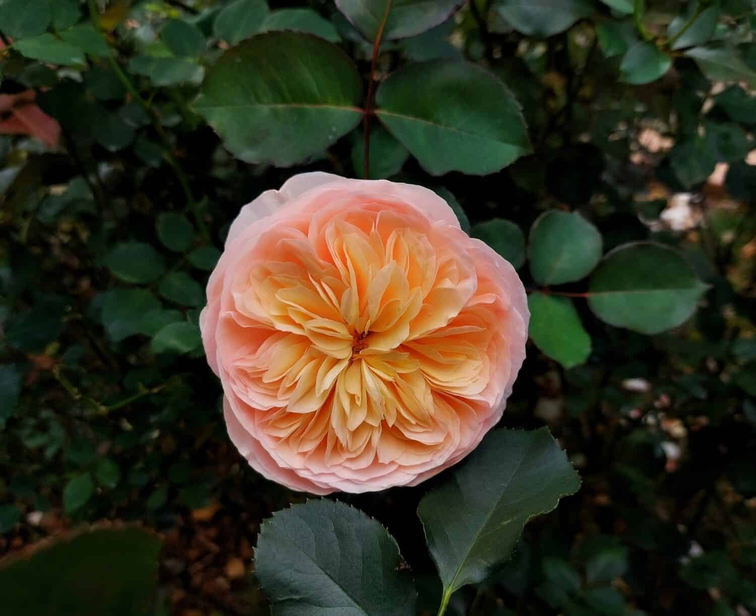 Rosa chiaro, pesca e arancio rosa Giulietta fiore nel giardino. Fiore di rosa di Giulietta.