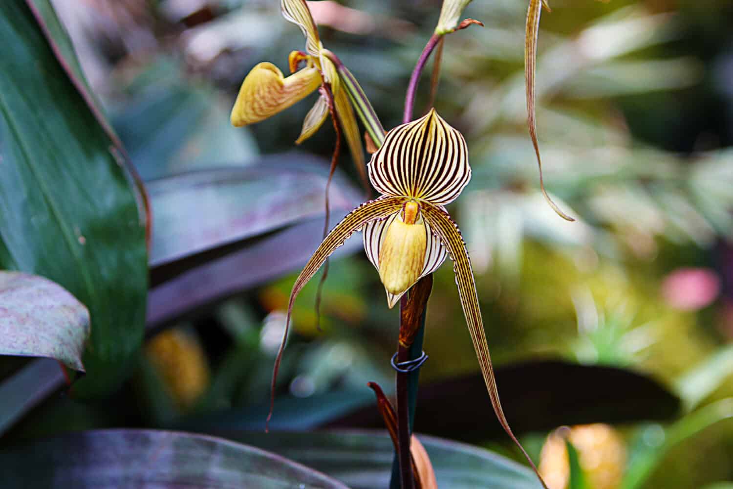 L'orchidea Paphiopedilum rothschildianum (oro di Kinabalu, orchidea pantofola di Rothschild) sta fiorendo nella serra, macro. Fiore di orchidea a strisce.