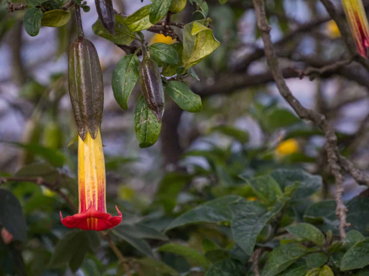 Fiori di tromba dell'angelo rosso (Brugmansia sanguinea), fiori a forma di lunghe campane. Nome ufficiale: Batura, stramonio. Vulcan Angelo Tromba (Brugmansia vulcanicola), Begonia. Bogotà, Colombia