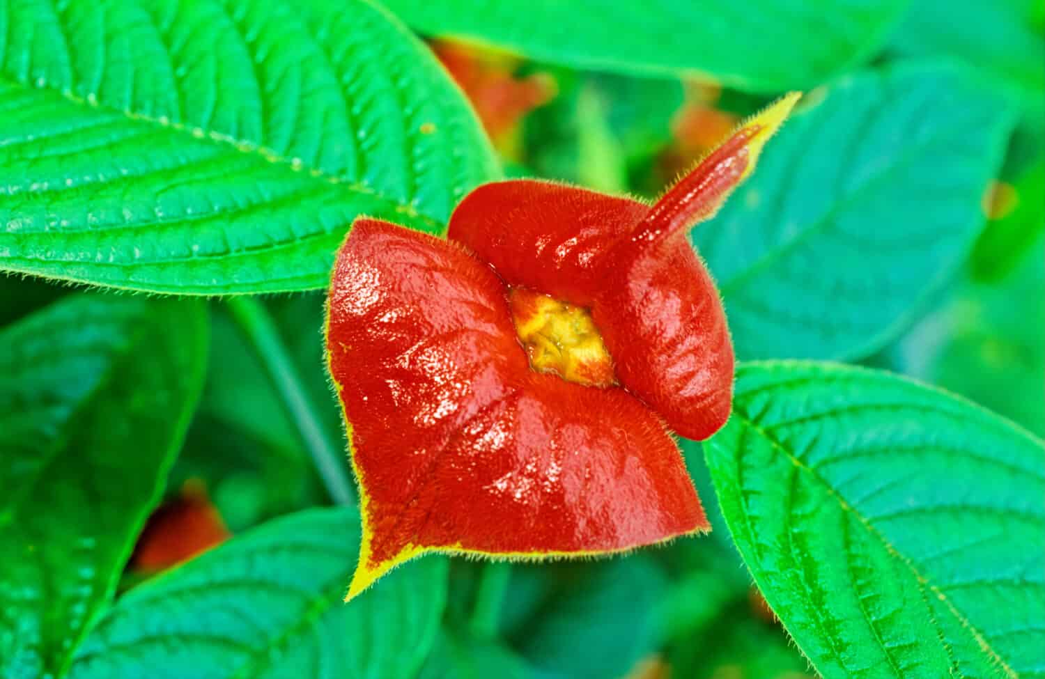 Palicourea elata, precedentemente Psychotria elata, comunemente noto come bacio della fidanzata. Ricerca nella foresta pluviale dell'America centrale con lezioni dal vulcano Maderas, Ometepe, Nicaragua