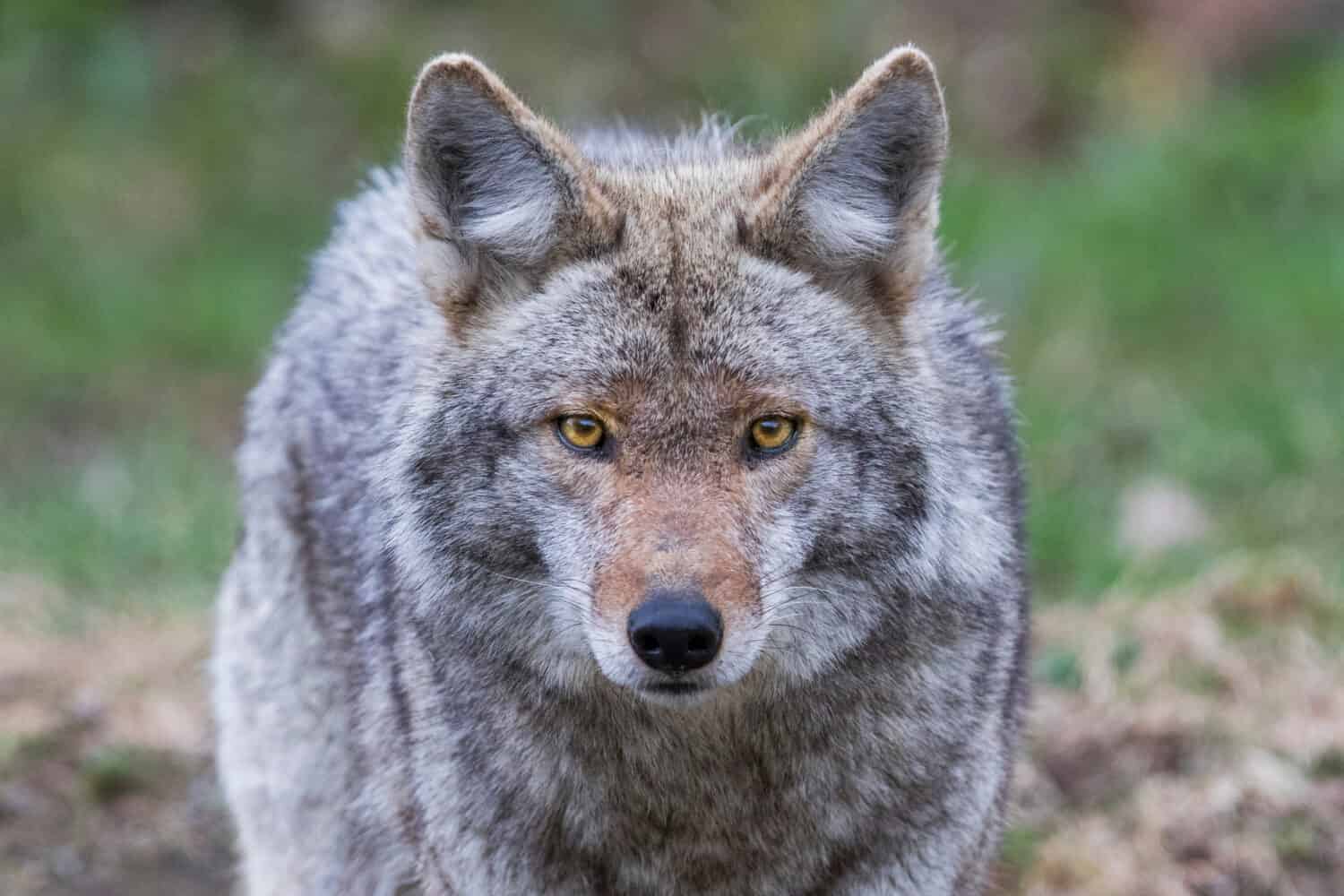 Ritratto maschio del coyote in primavera
