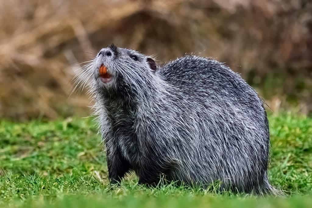 Nutria con bellissimi denti rossi.  Cercando cibo.  In piedi nell'erba corta, primo piano.  Genere Myocastor coypus.