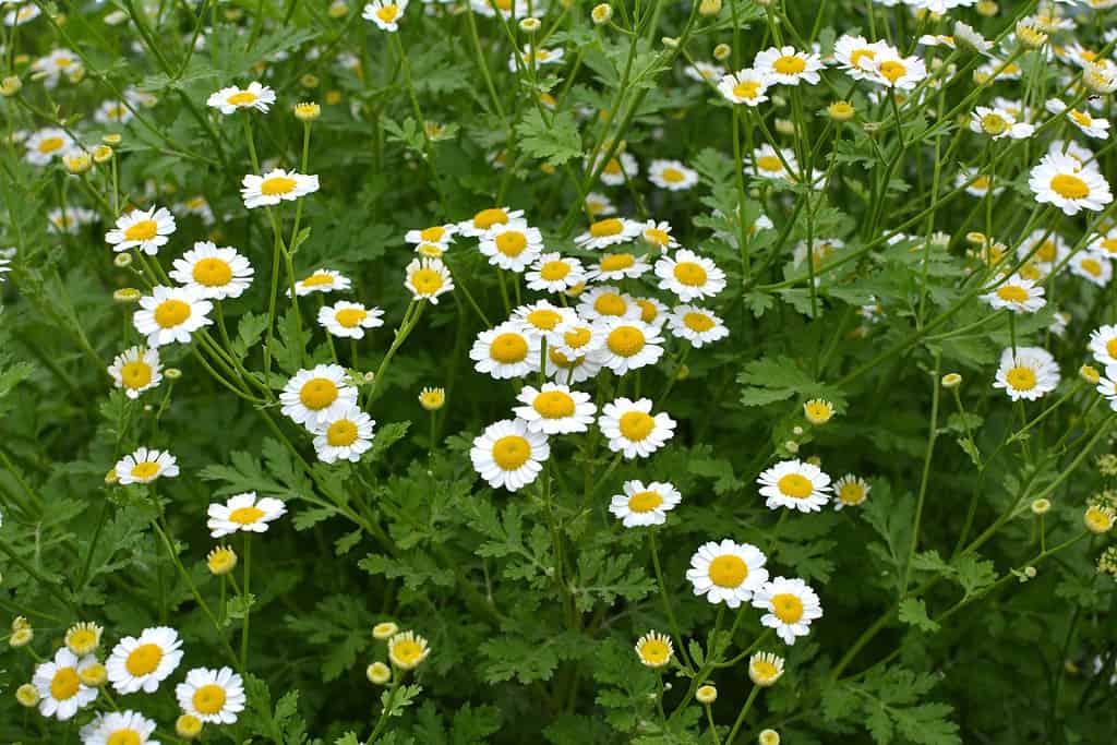 Tanacetum parthenium o partenio che cresce in un giardino all'aperto.
