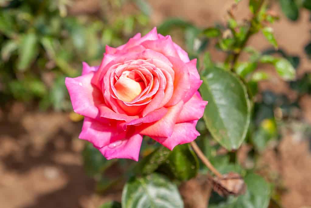 La pace di Chicago è aumentata con gocce d'acqua nel campo.  Nome scientifico: Rosa 'Chicago Peace'.  Fiore in fiore Colore: rosa, giallo, miscela arancione,