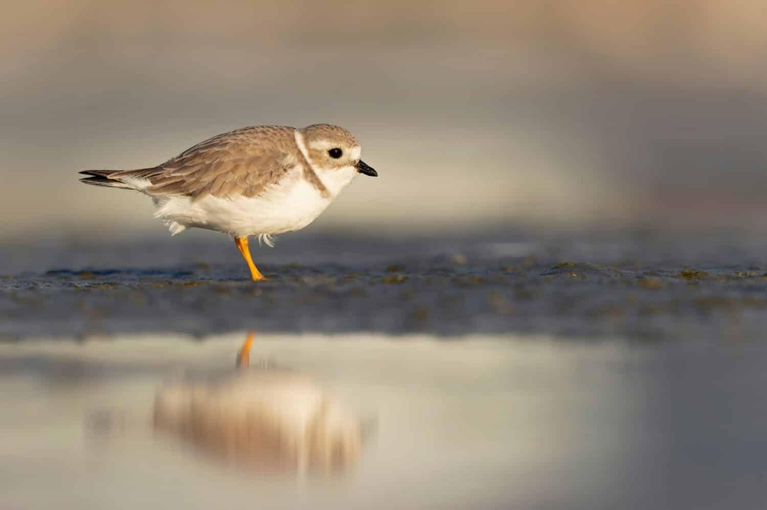 Un piviere di tubazioni (Charadrius melodus) rovistando su una spiaggia al tramonto.	
