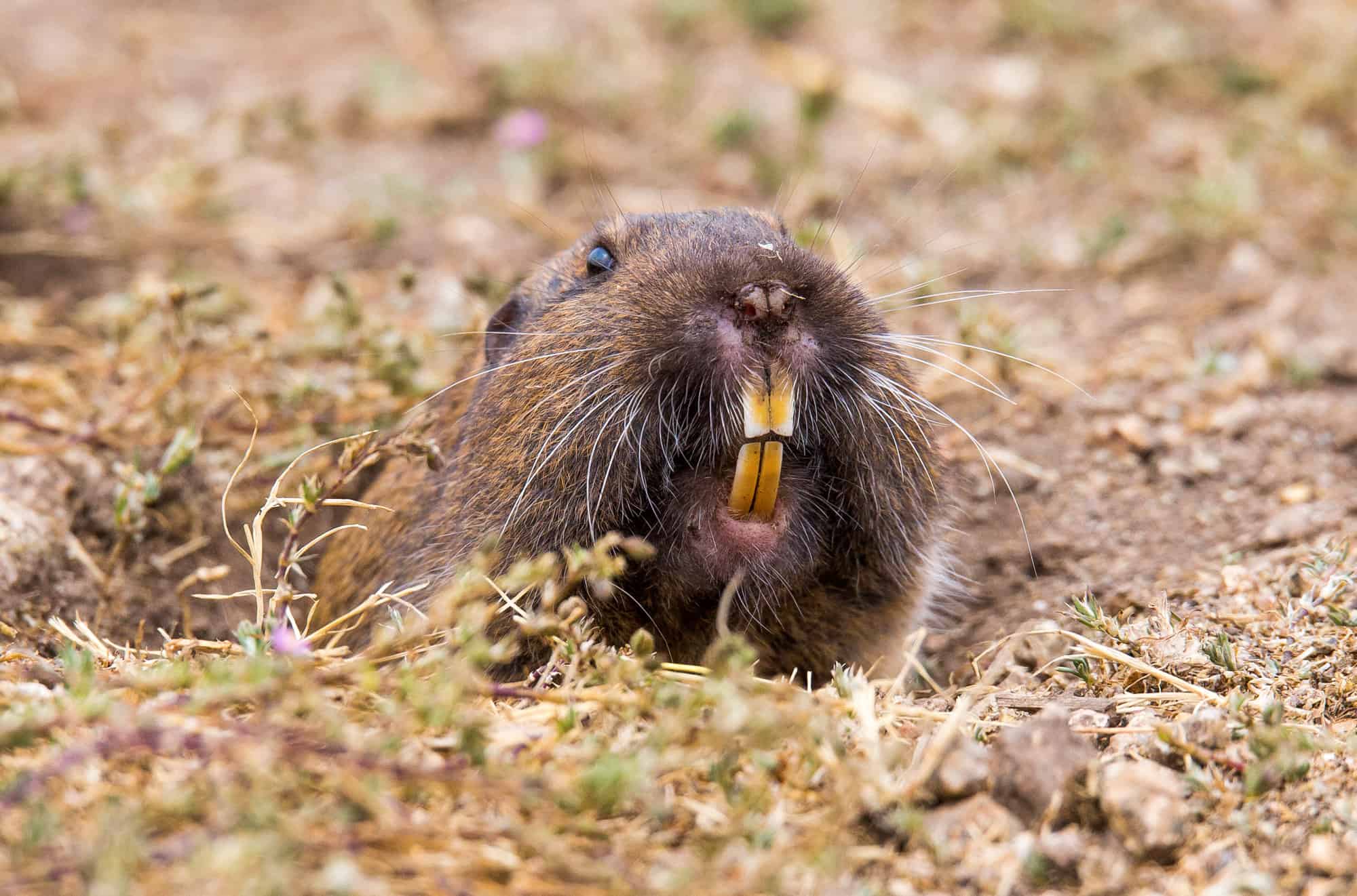 Gopher tascabile, testa di animale, buco, animale, parte del corpo animale
