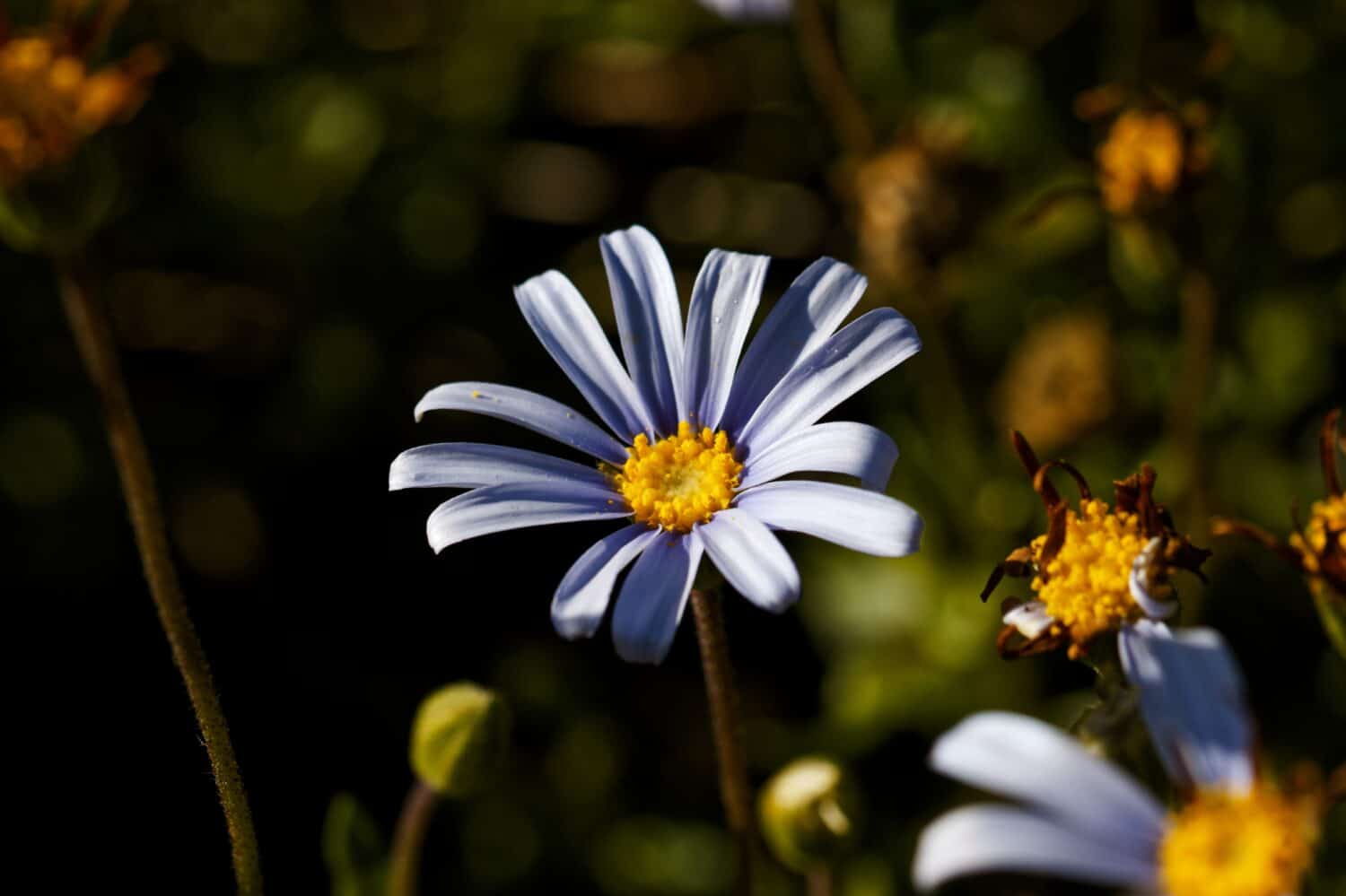 Felicia amelloides, il cespuglio di margherita blu o felicia blu, è una pianta pelosa, morbida, solitamente perenne, sempreverde, della famiglia delle Asteraceae. Si trova lungo la costa meridionale del Sudafrica.